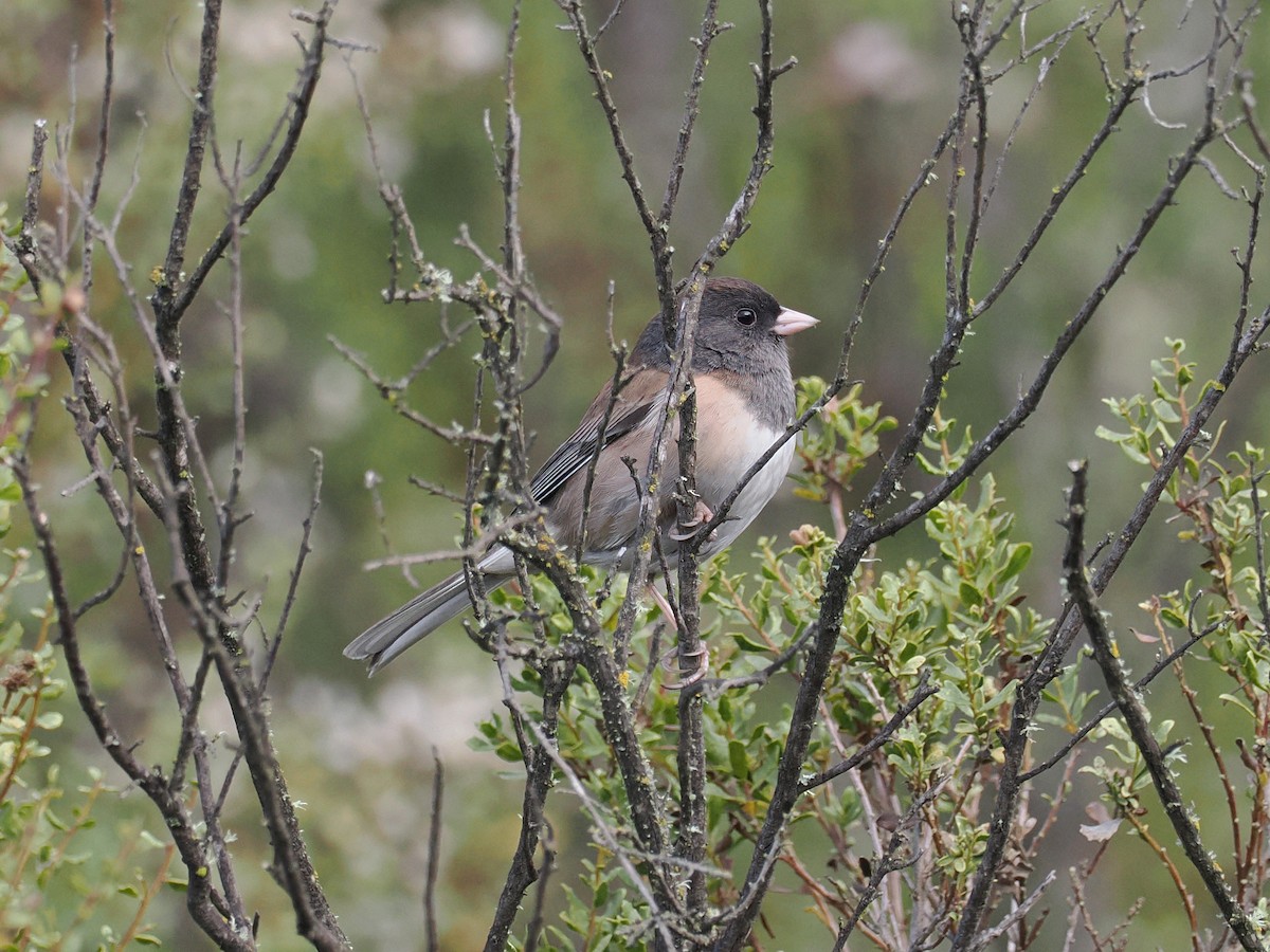 Серый юнко - ML647237340