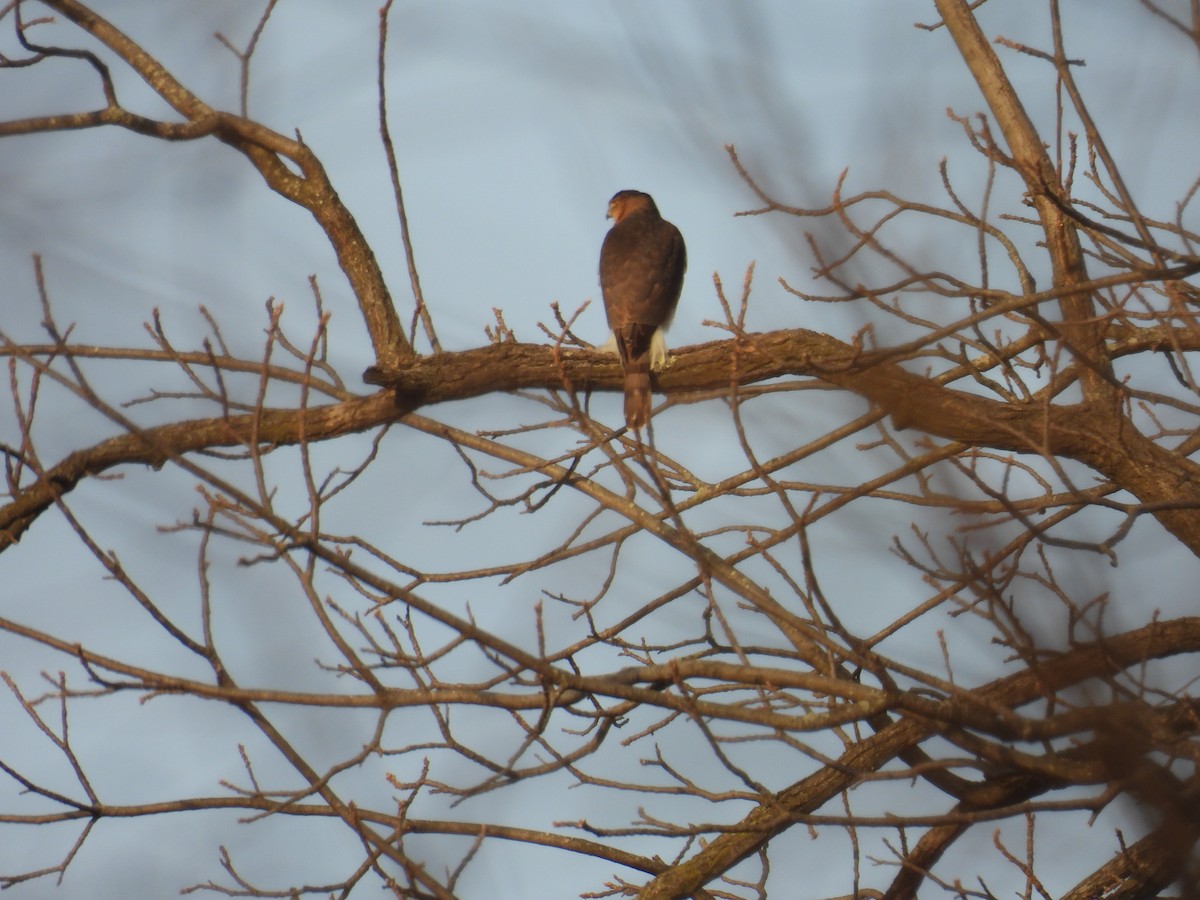 Куперов ястреб - ML647237341