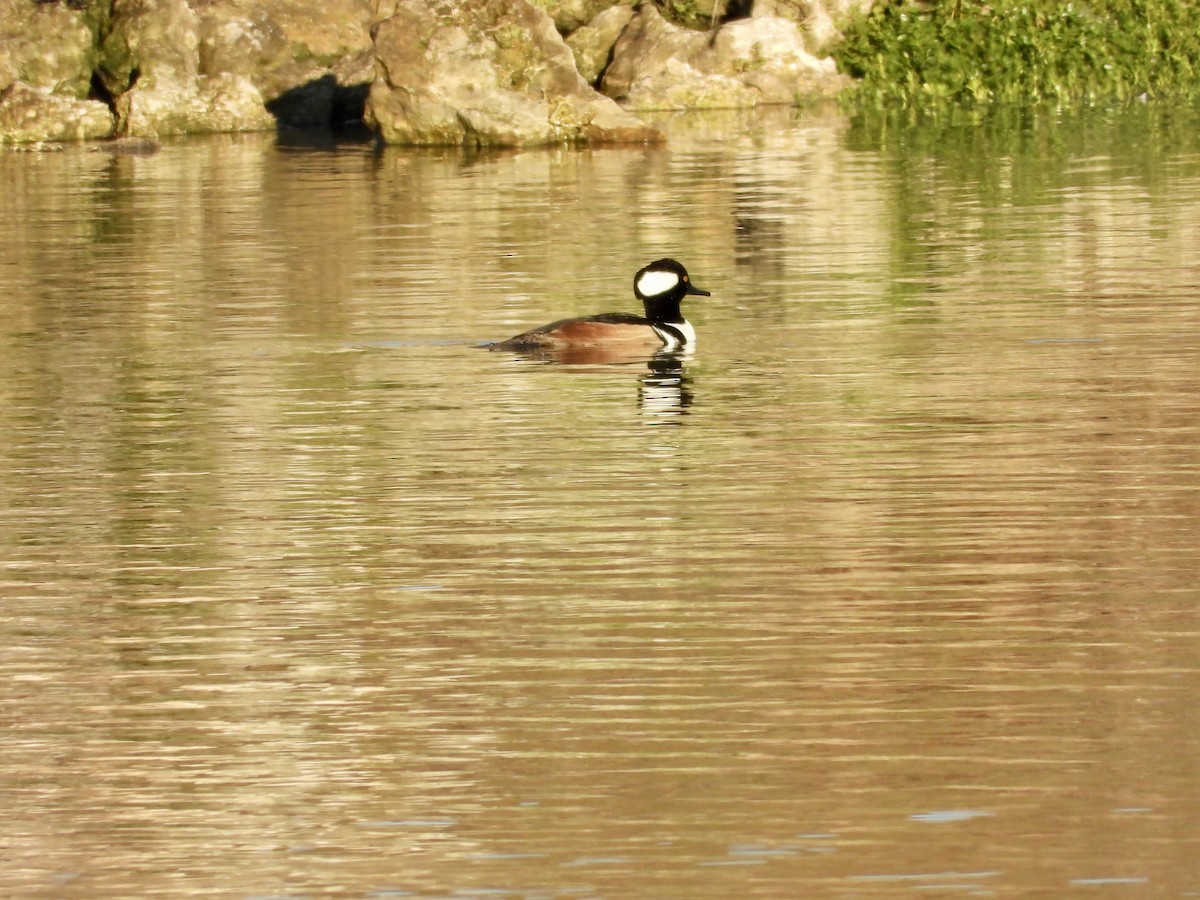 Капюшоновый крохаль - ML647237342