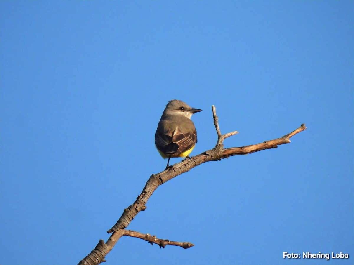 Западный тиранн - ML647237343