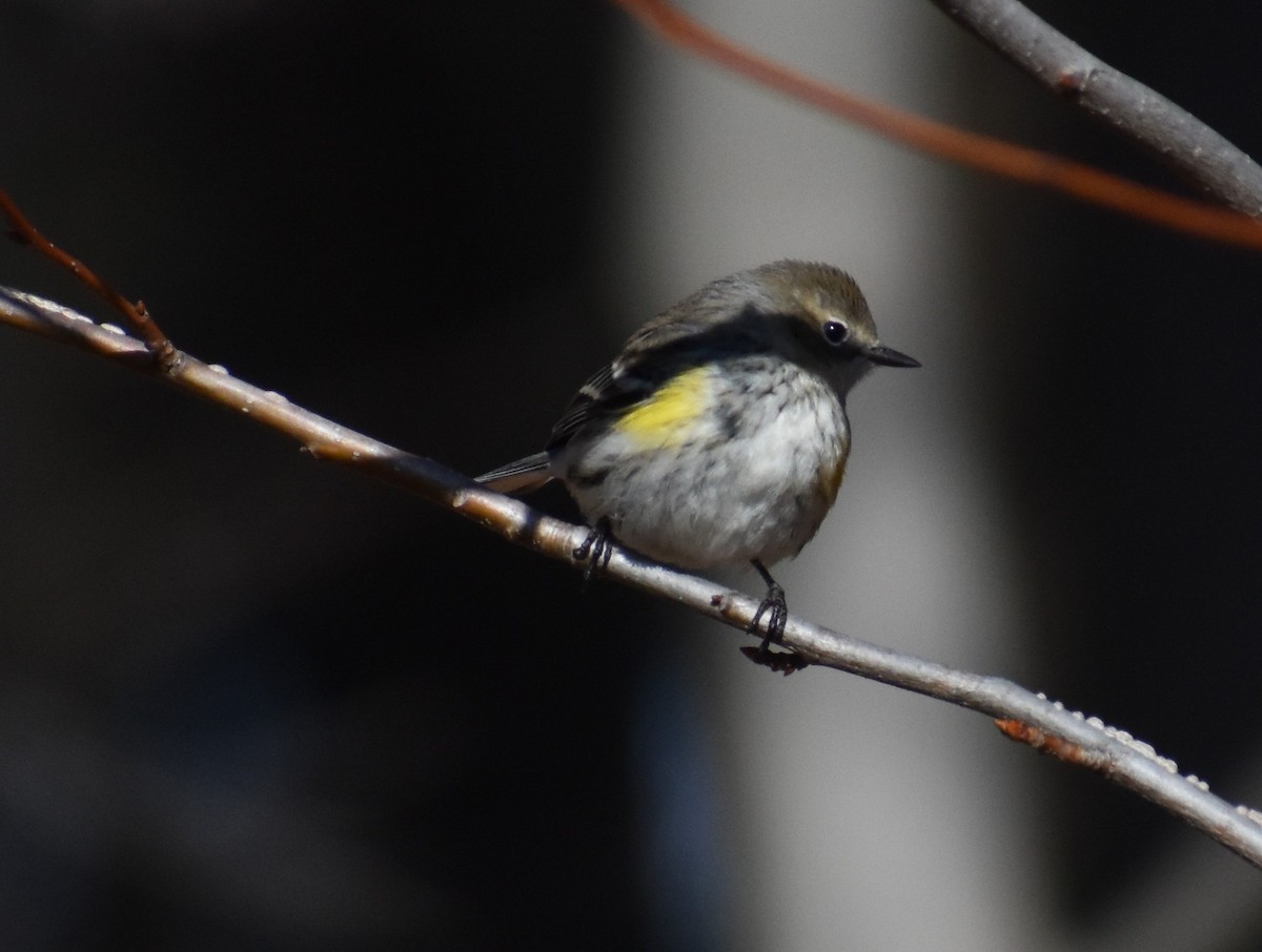 Миртовый певун - ML647237344