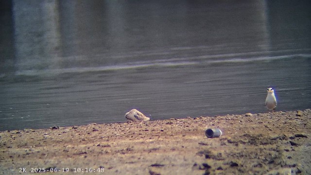 小燕鷗 - ML647237354