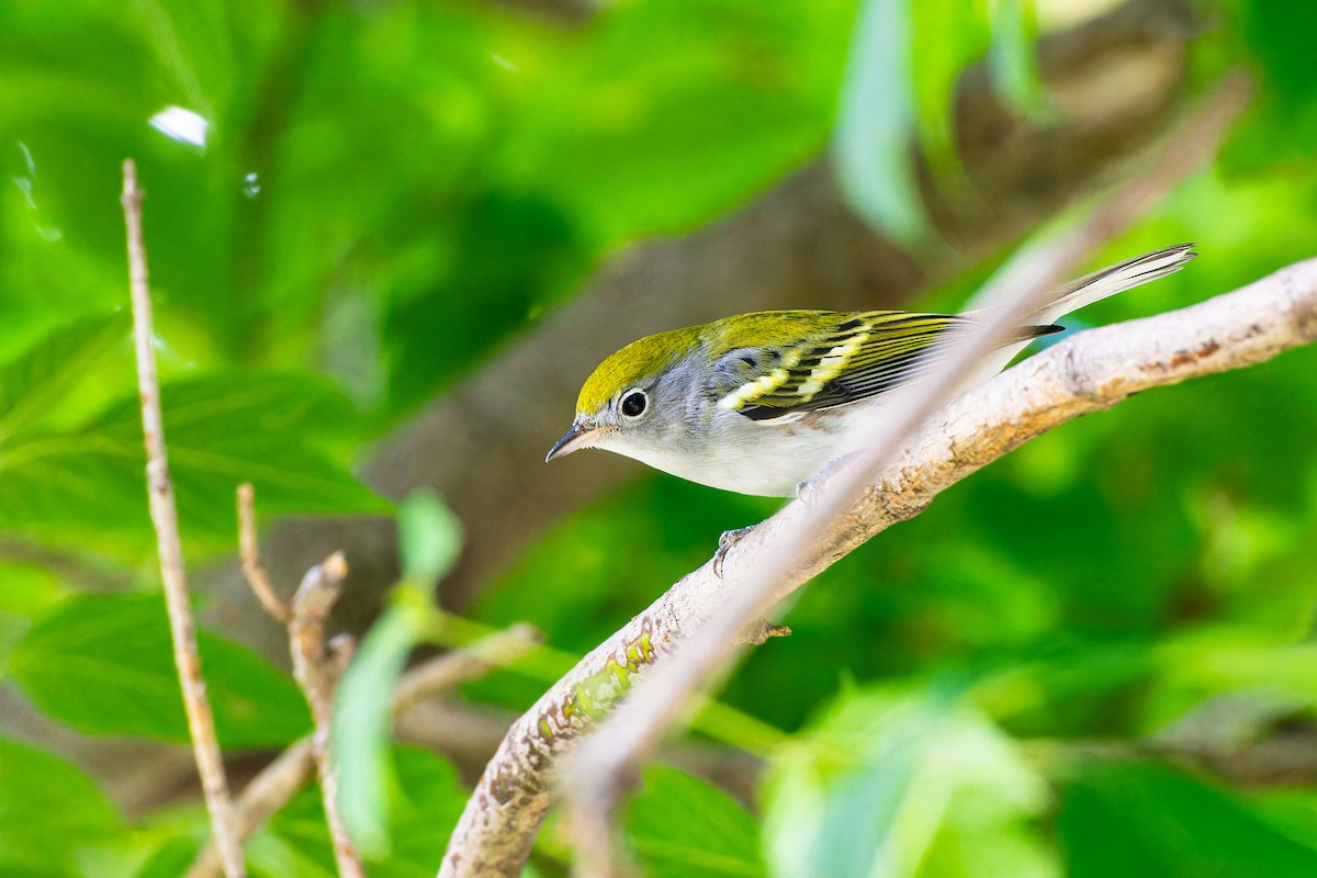 lesňáček rezavoboký - ML647237371