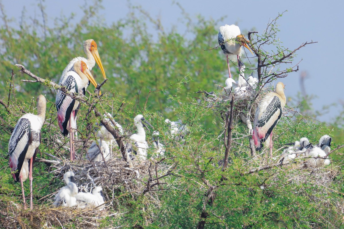 Painted Stork - ML647237377