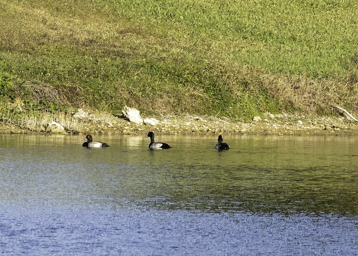 Lesser Scaup - ML647237382
