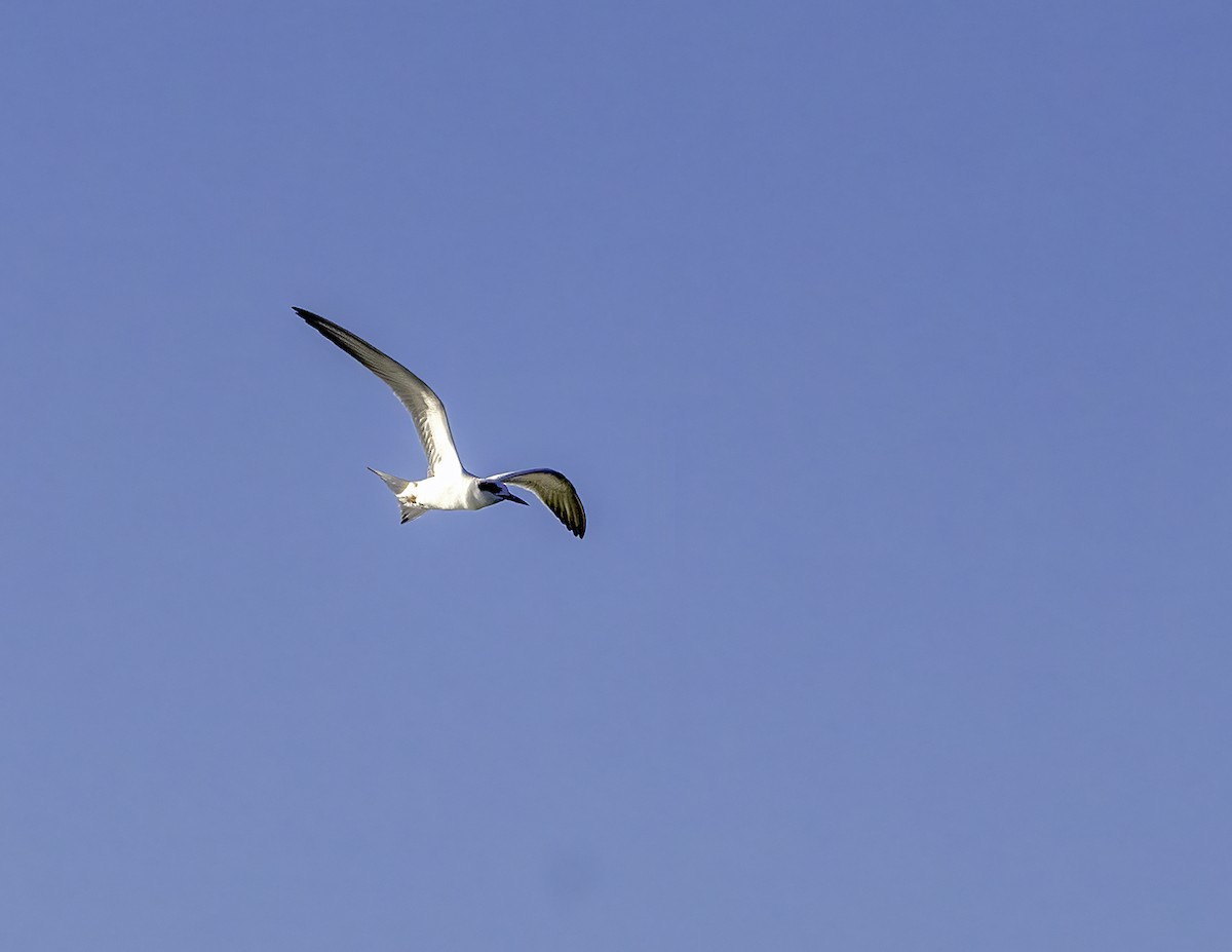 Forster's Tern - ML647237390