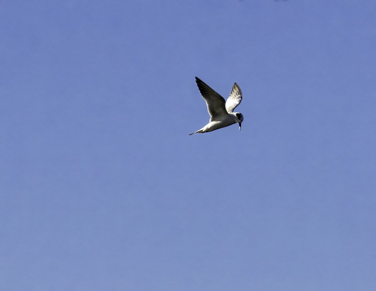 Forster's Tern - ML647237391