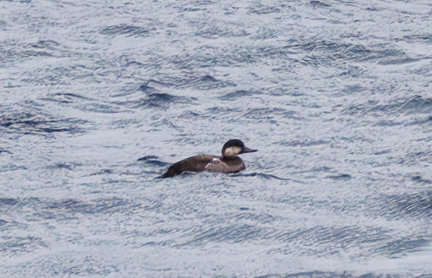 Pazifiktrauerente - ML647237394