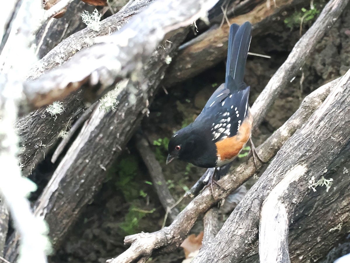Spotted Towhee - ML647237406