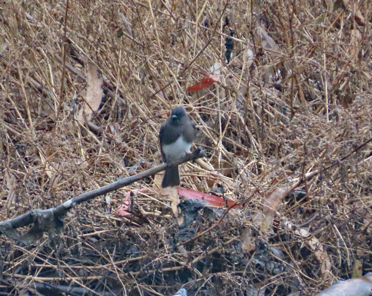 Black Phoebe - ML647237407