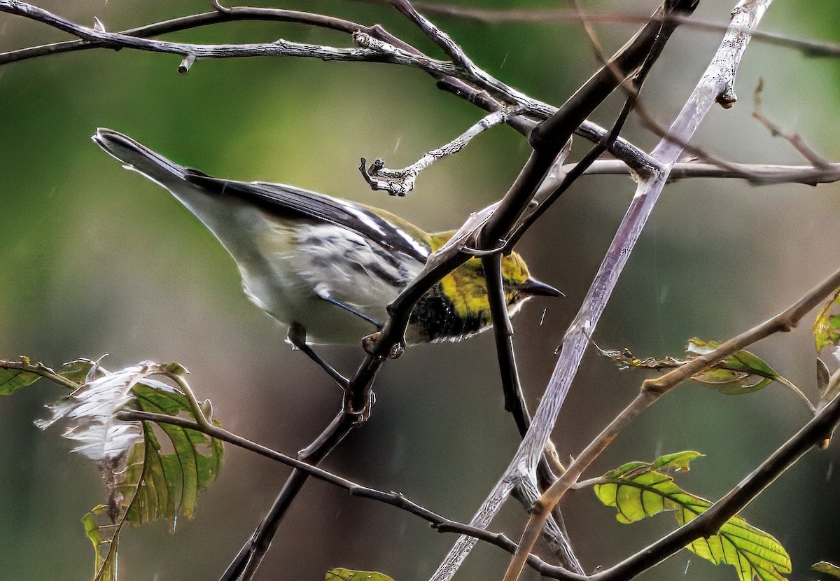 Black-throated Green Warbler - ML647237409
