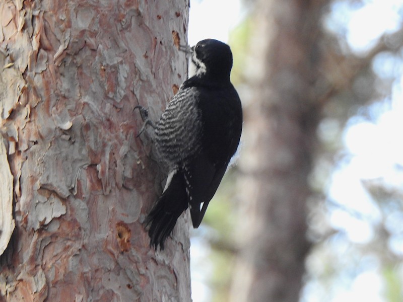 Black-backed Woodpecker - ML647237410