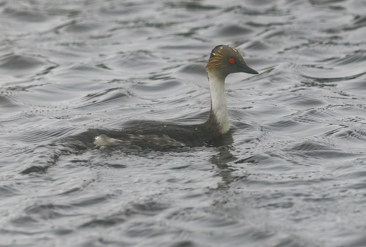 Silvery Grebe - ML647237429