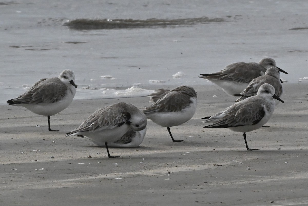 Песчанка - ML647237447