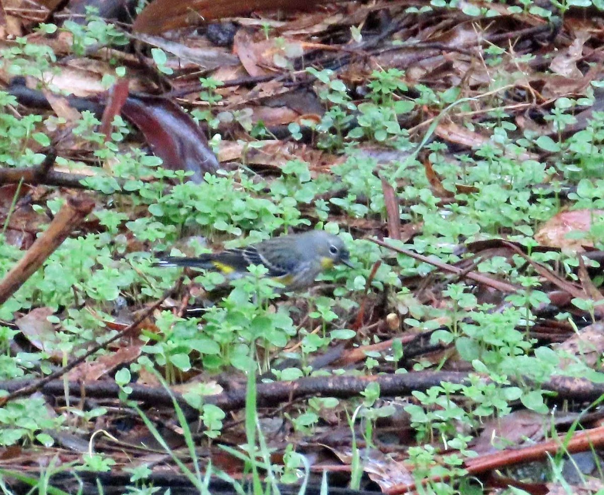 Yellow-rumped Warbler (Audubon's) - ML647237449