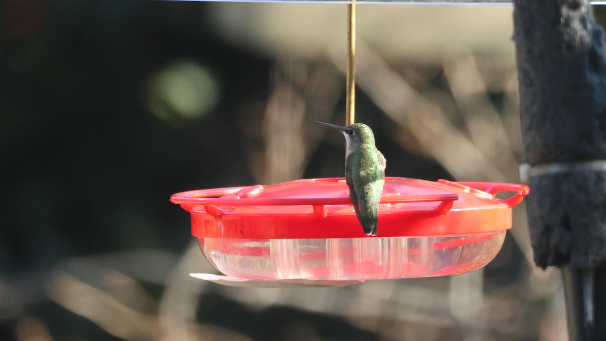 Рубиновогорлый колибри - ML647237454