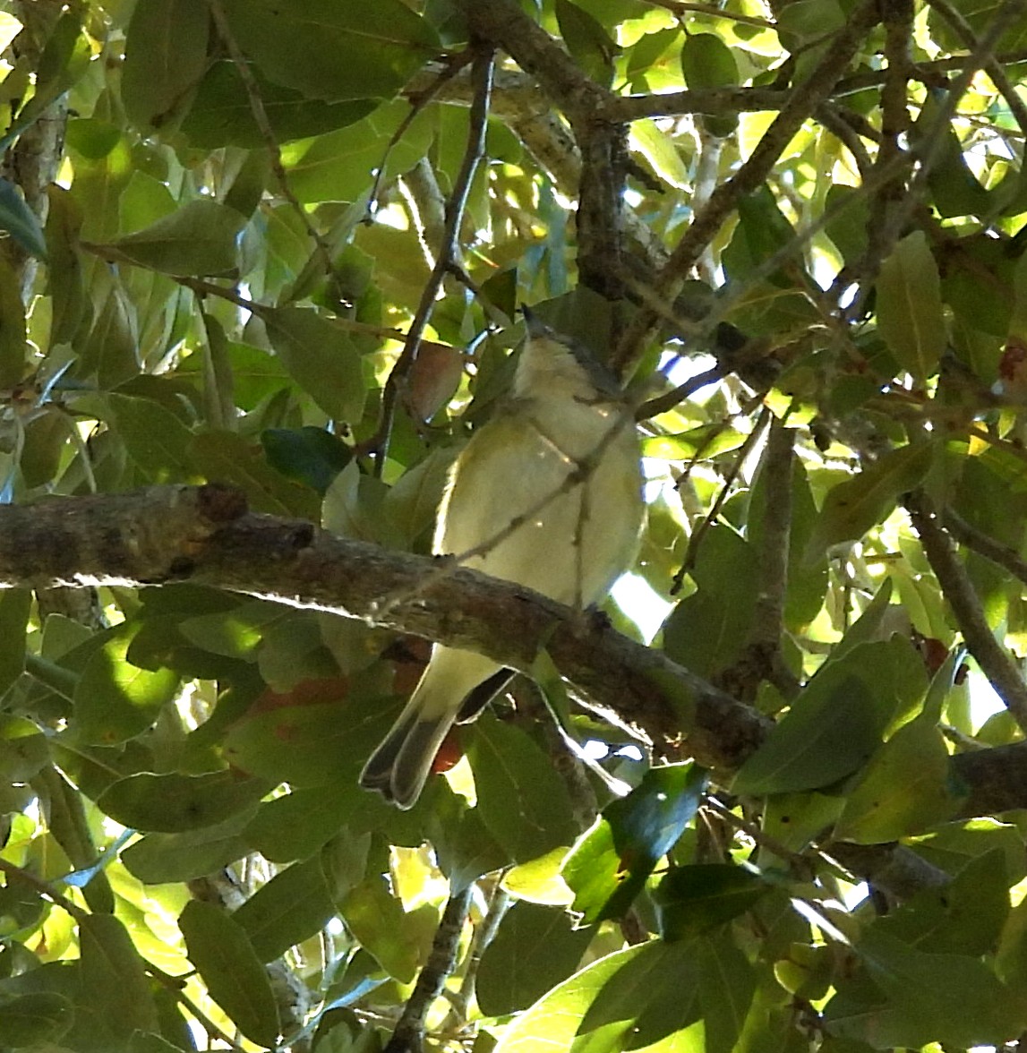 フタスジモズモドキ - ML647237455