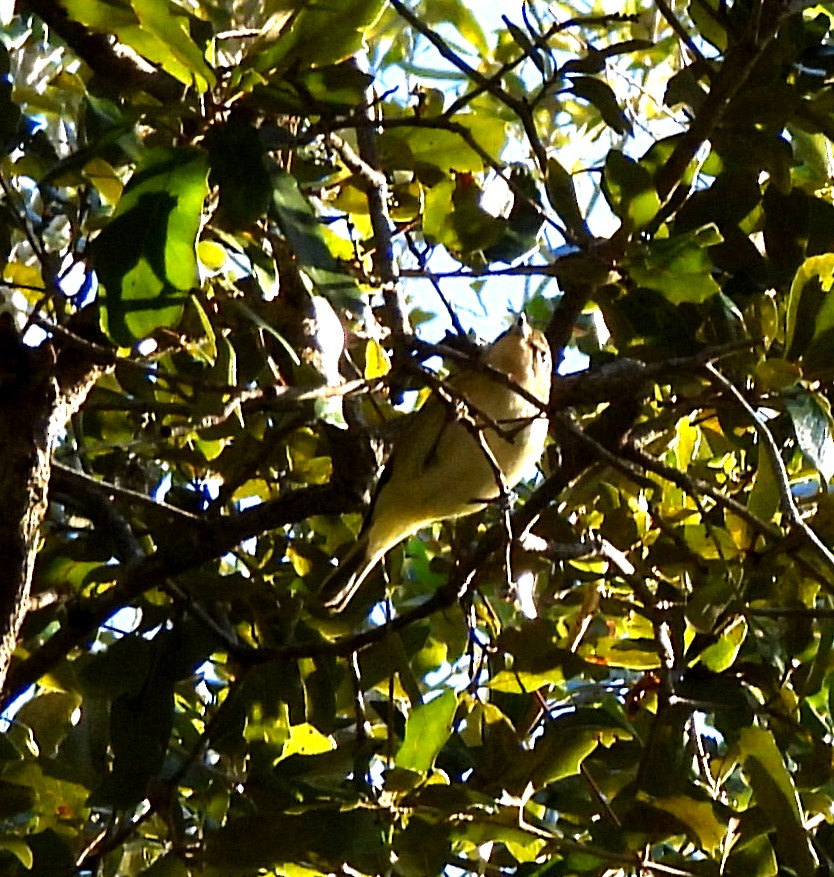 Vireo Ojiblanco - ML647237457