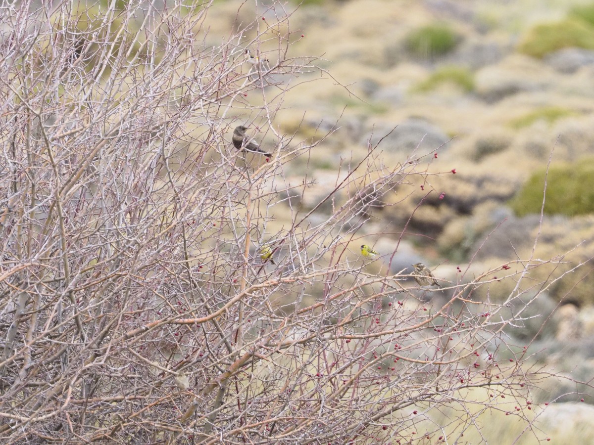 čížek lesní - ML647237460