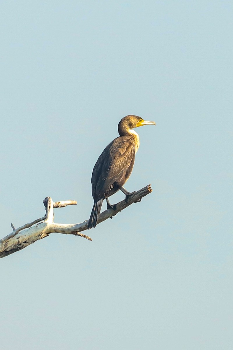 Cormorano - ML647237462