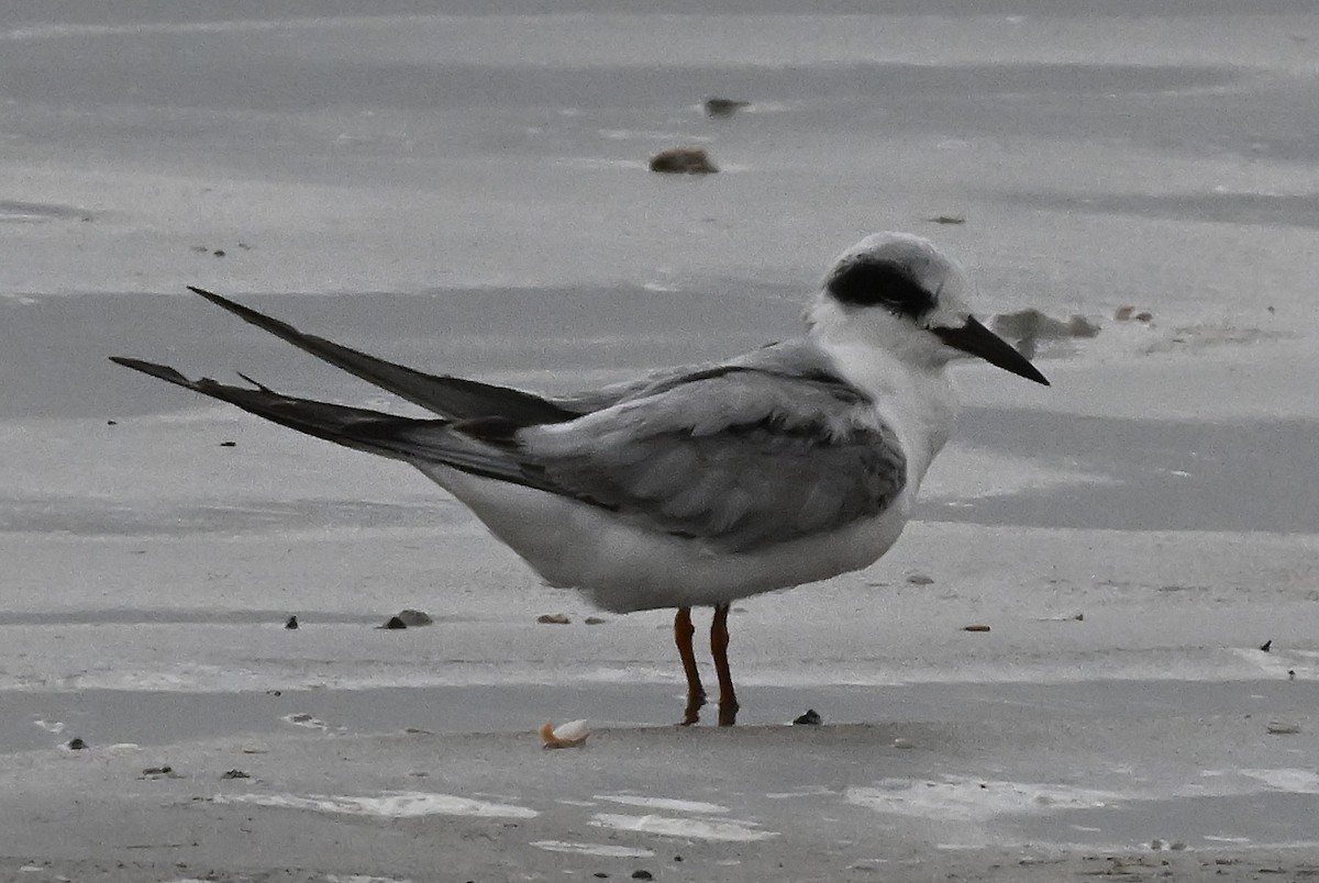 Forster's Tern - ML647237465