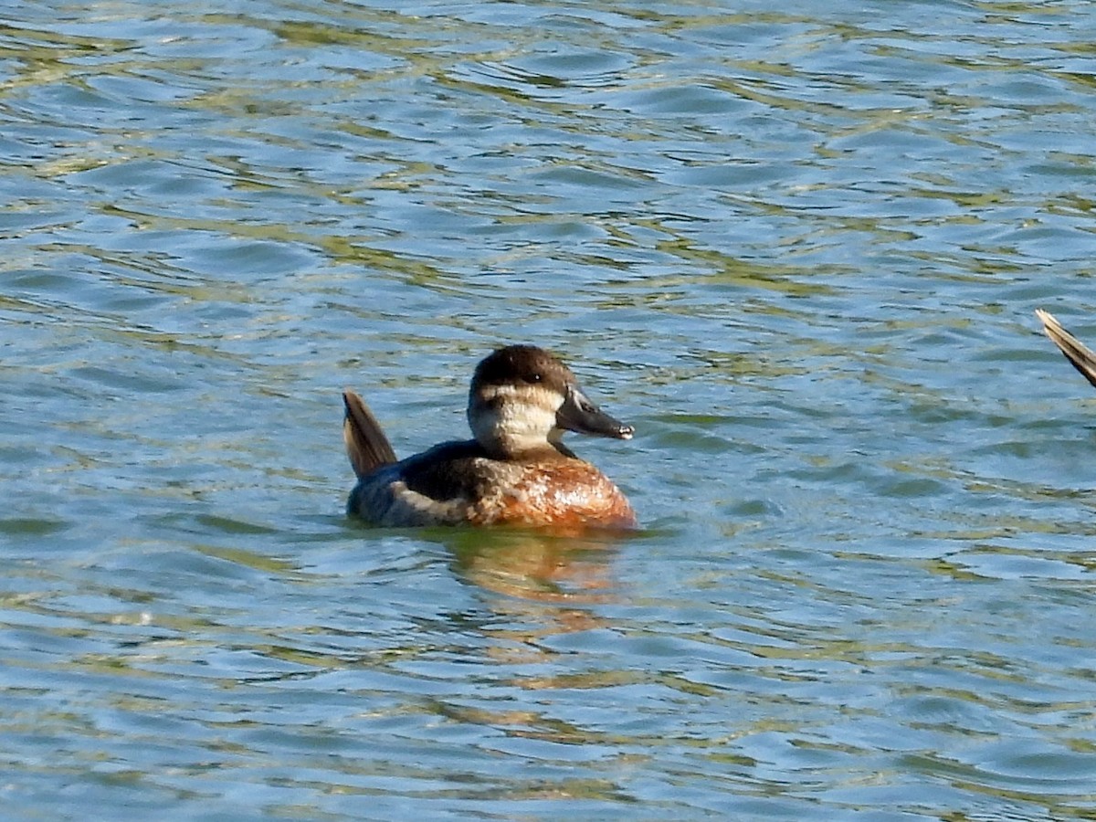 Американская савка - ML647237468