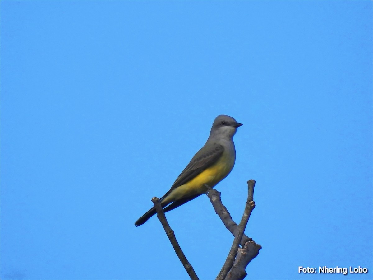 Western Kingbird - ML647237472