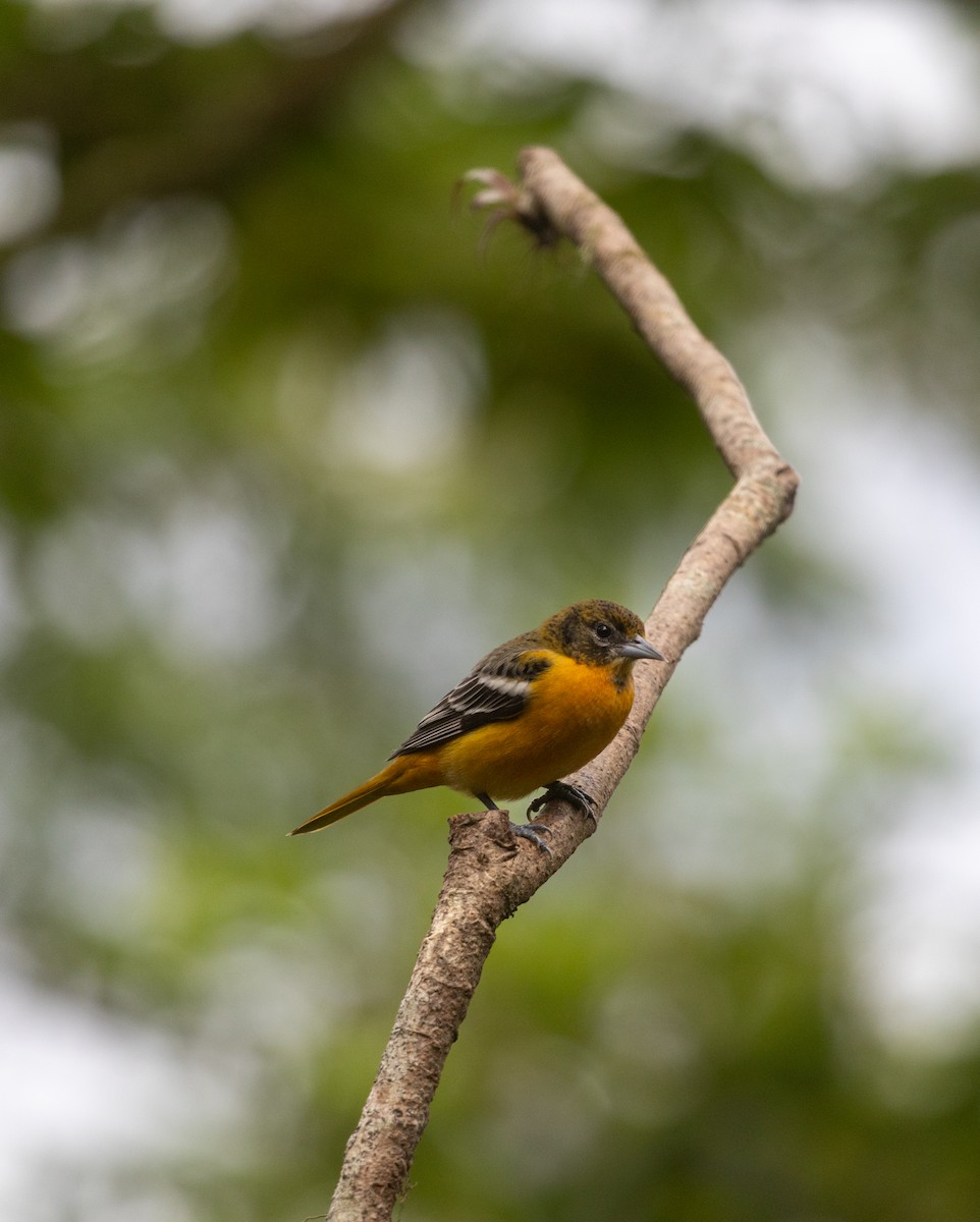 ボルチモアムクドリモドキ - ML647237486