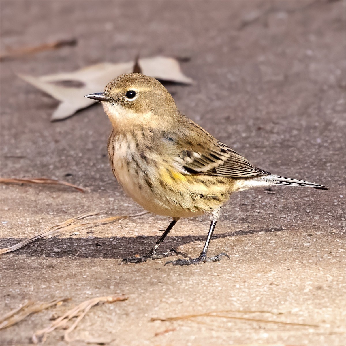 Yellow-rumped Warbler (Myrtle) - ML647237494