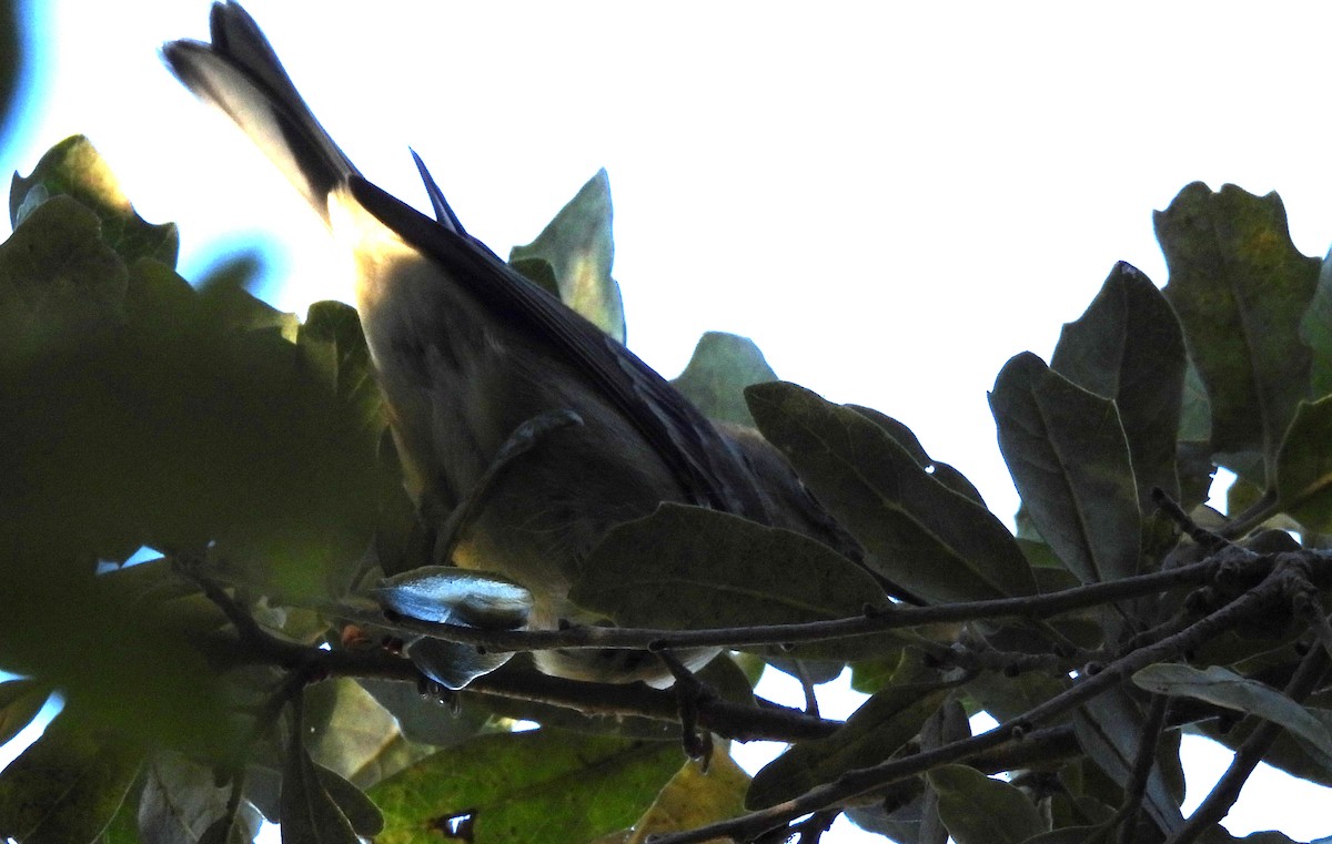 Pine Warbler - ML647237499