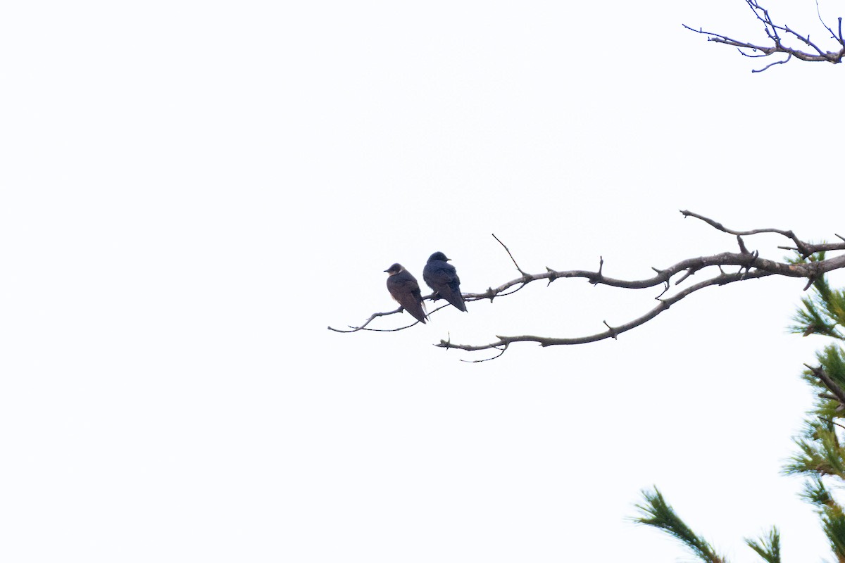 Elai purpura - ML647237506