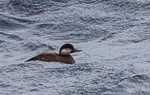 Pazifiktrauerente - ML647237535