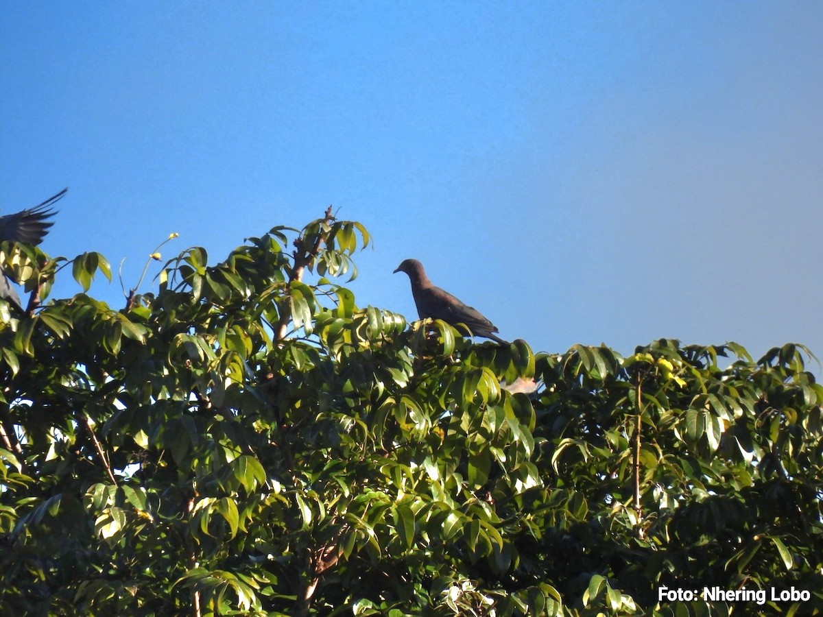 Red-billed Pigeon - ML647237542