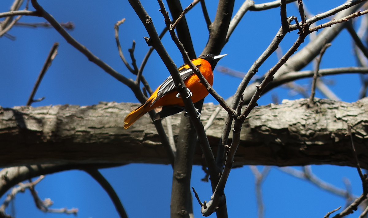 ボルチモアムクドリモドキ - ML647237553