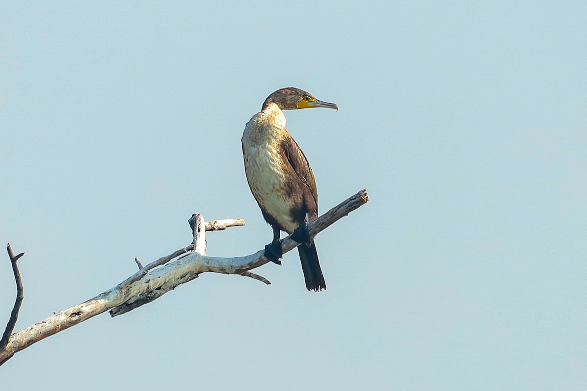 Cormorano - ML647237554