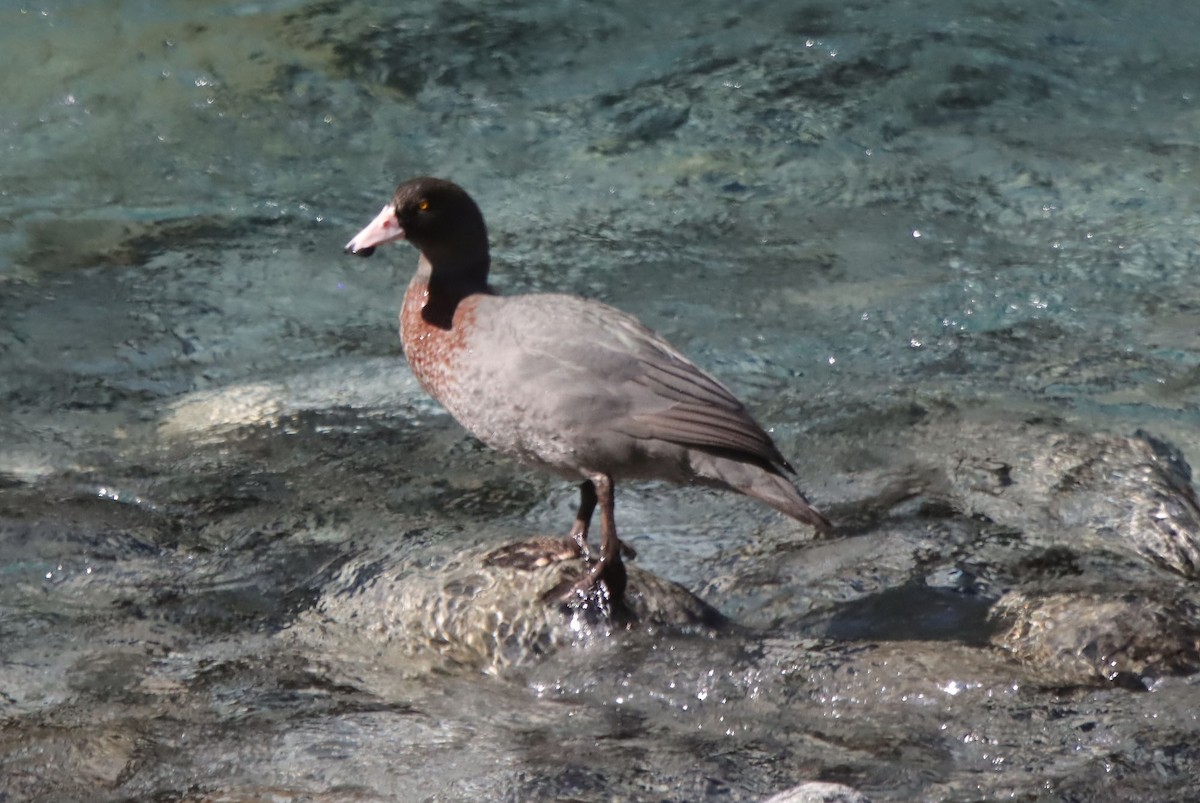 Blue Duck - ML647237558