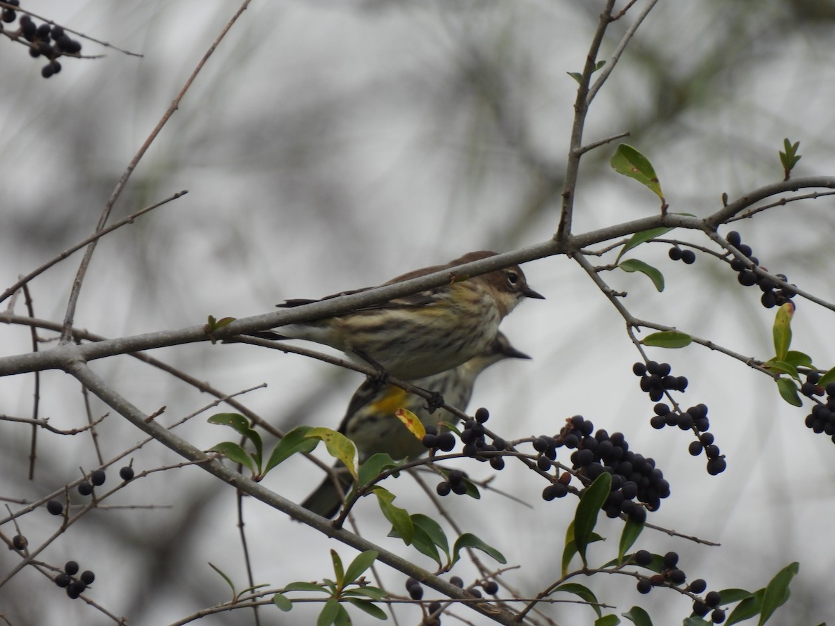 Yellow-rumped Warbler - ML647237562