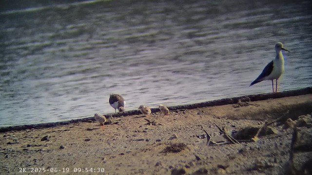 小燕鷗 - ML647237563