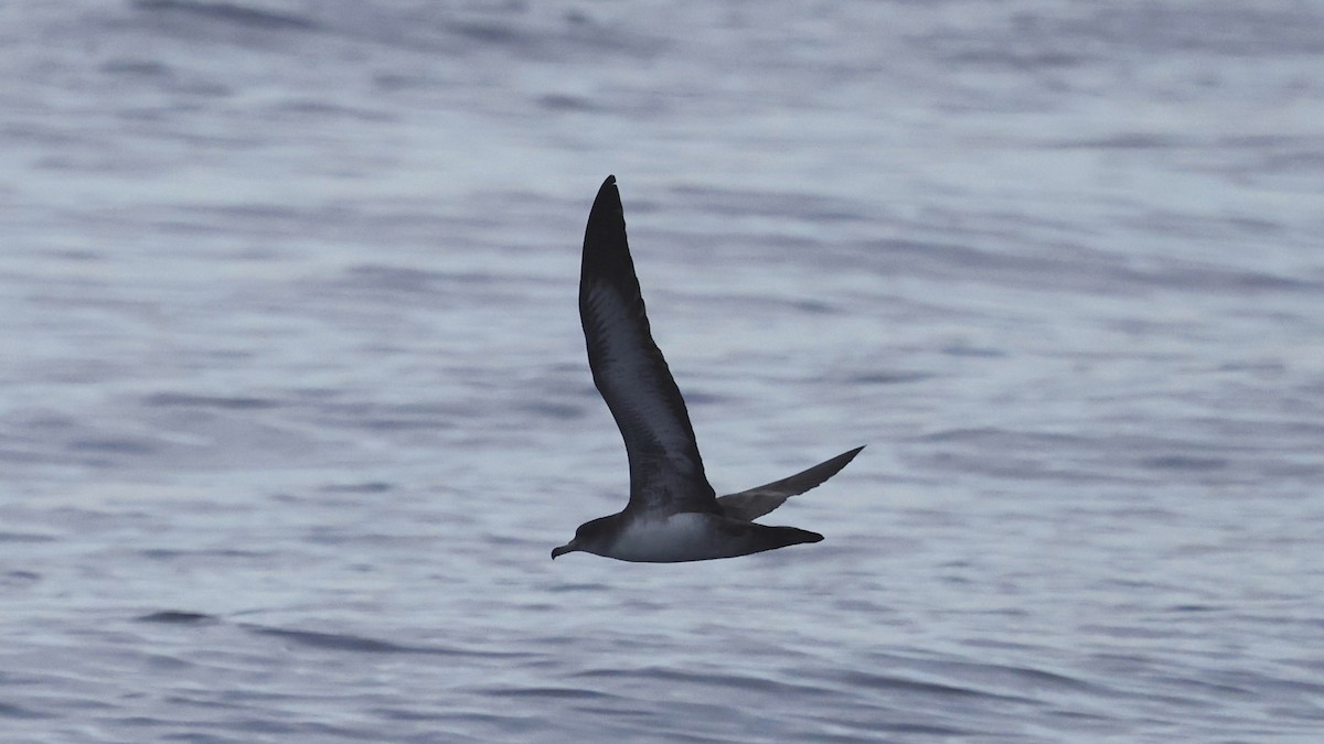 Pink-footed Shearwater - ML647237573