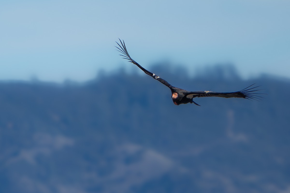 California Condor - ML647237580