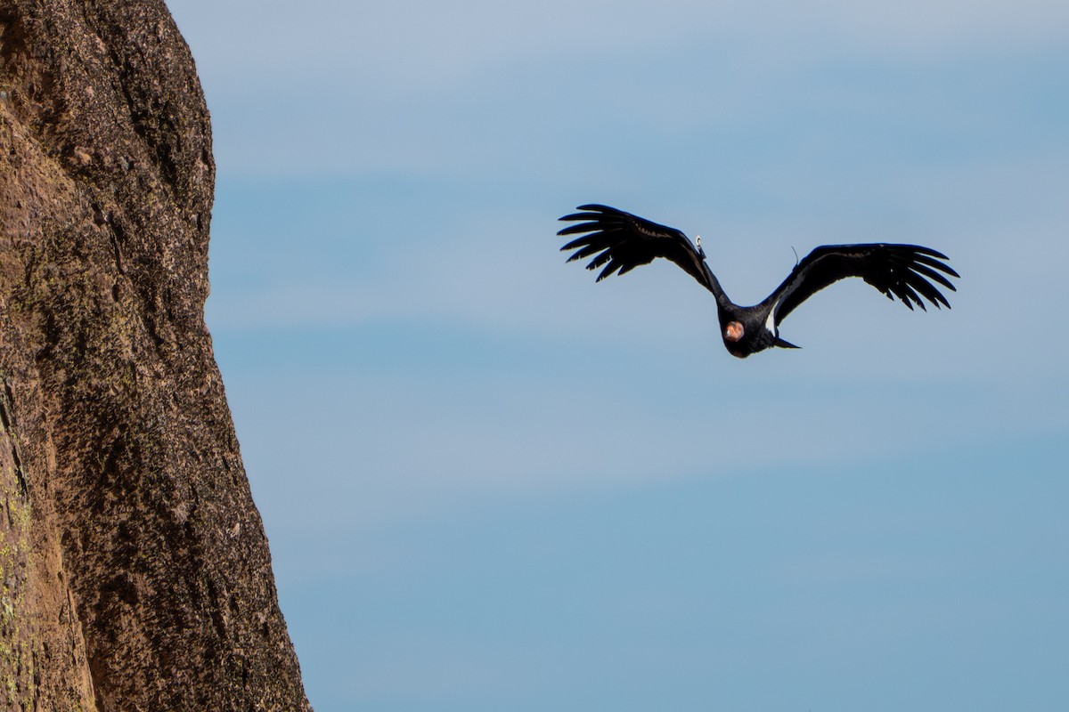 California Condor - ML647237581
