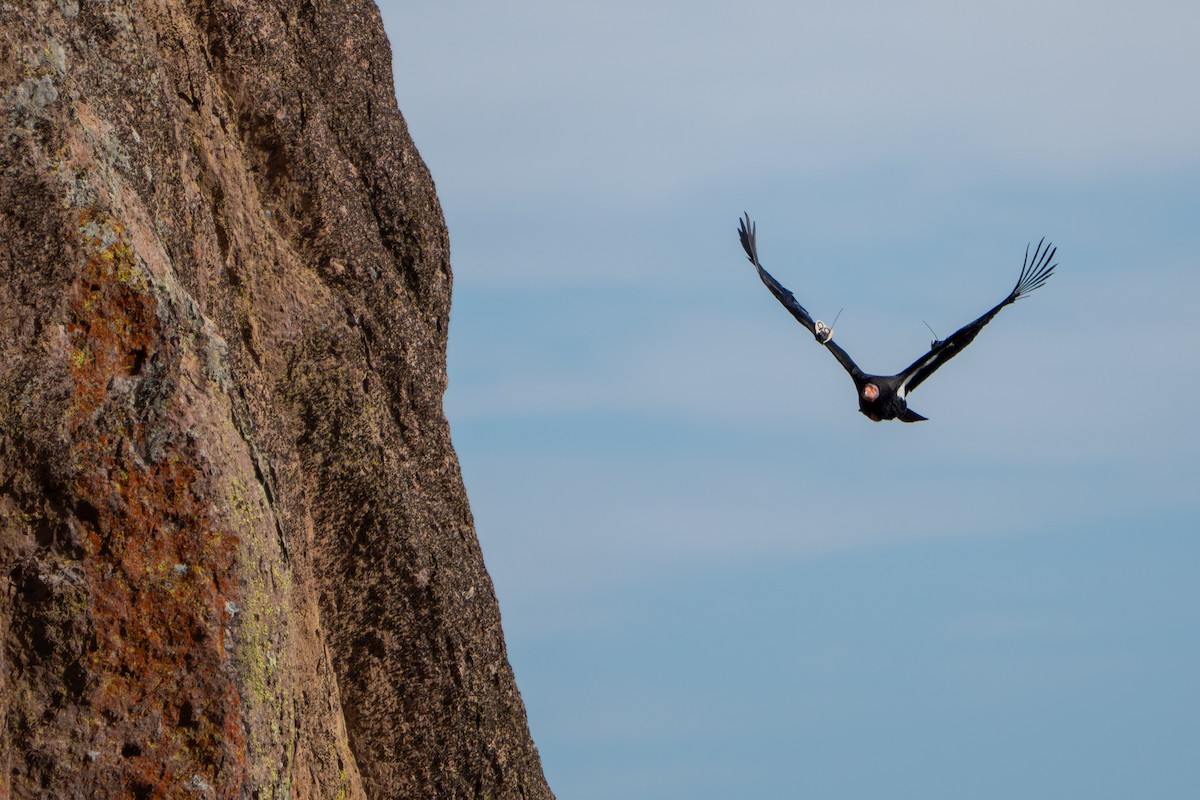 California Condor - ML647237584