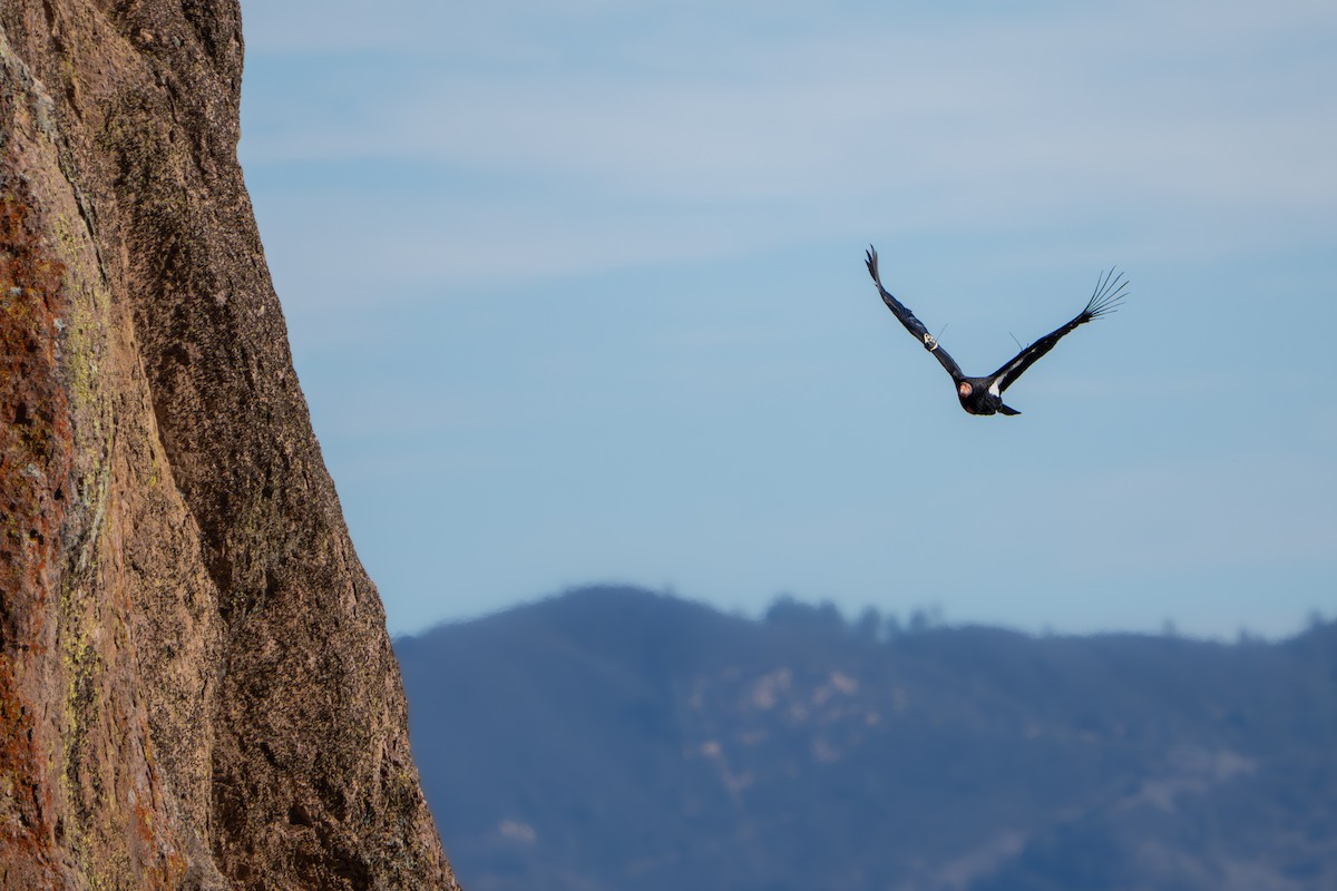 California Condor - ML647237585