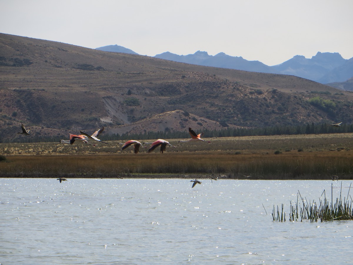 Yellow-billed Pintail - ML647237620
