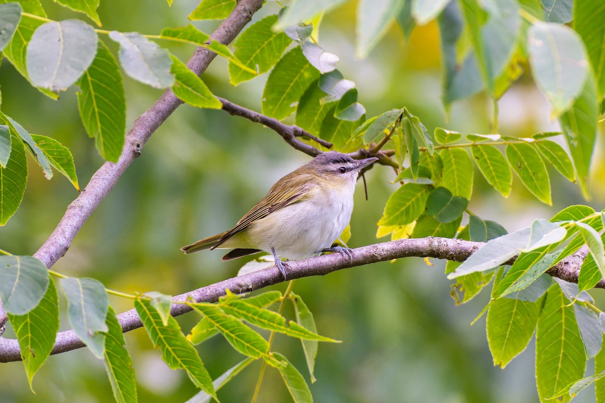 アカメモズモドキ - ML647237624