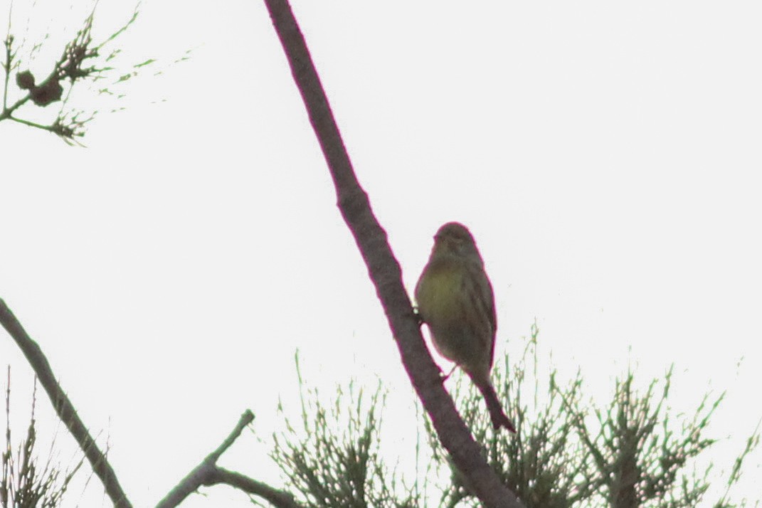 Txirriskila arrunta - ML647237627