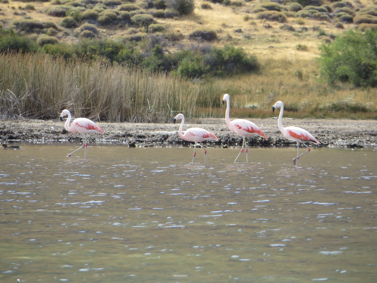 Chilean Flamingo - ML647237630