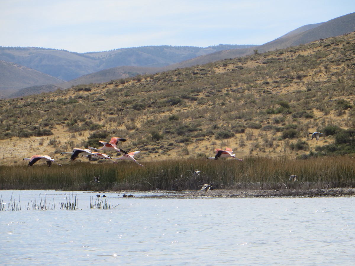 Chilean Flamingo - ML647237631