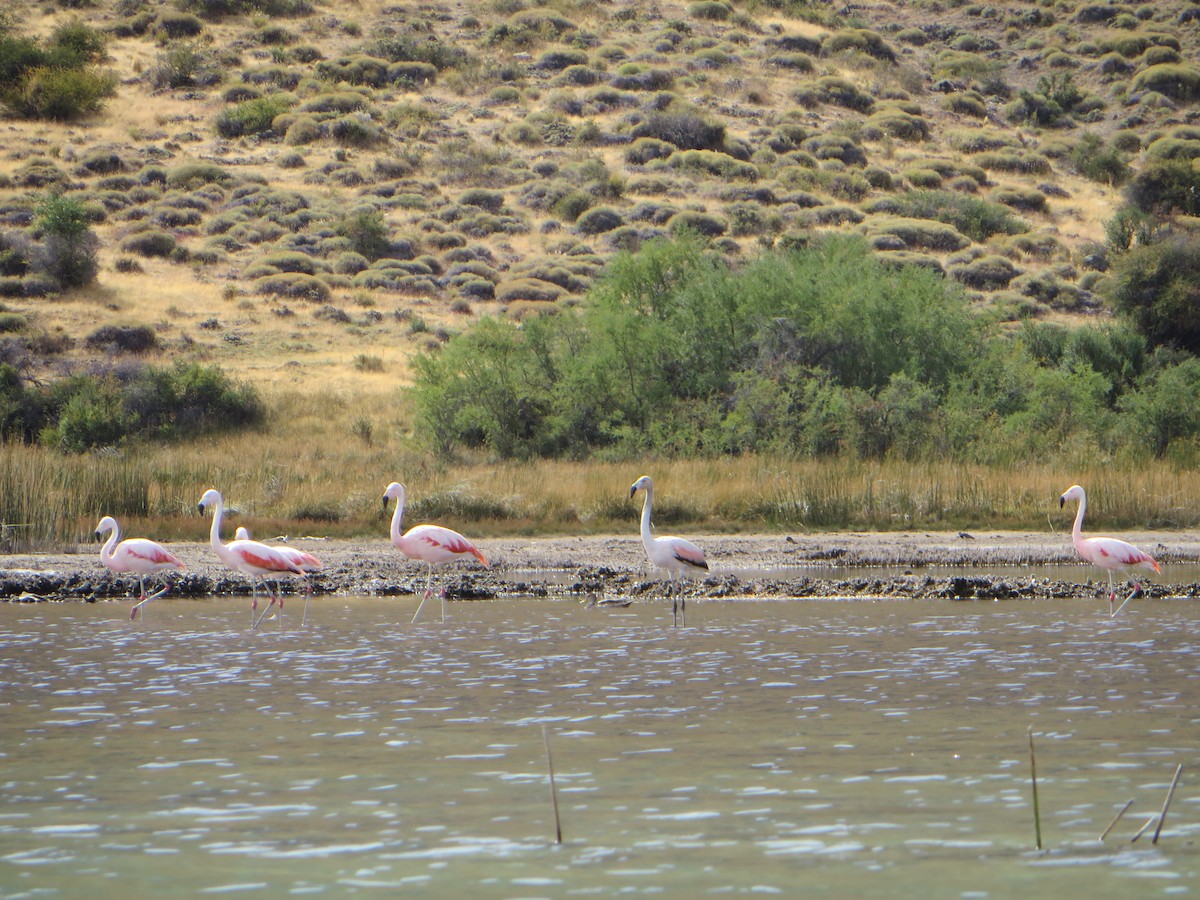 Chilean Flamingo - ML647237632