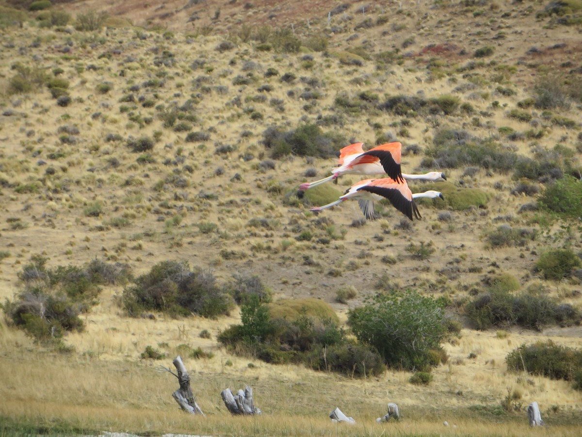 Chilean Flamingo - ML647237633